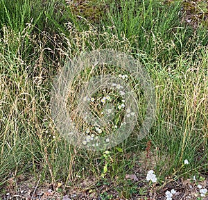 Trawy i kwiaty w okolicach WÃâodawy photo